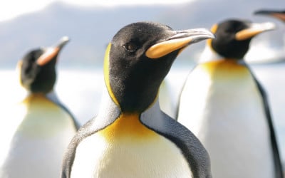 Penguin 3.0: Come prepararsi al suo arrivo