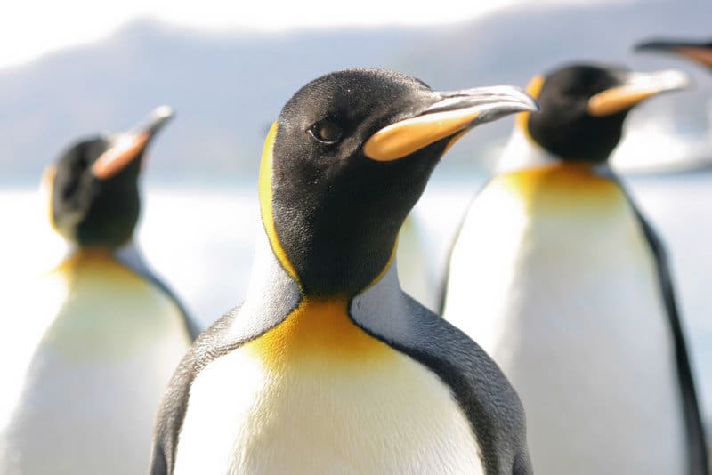 Penguin 3.0: Come prepararsi al suo arrivo